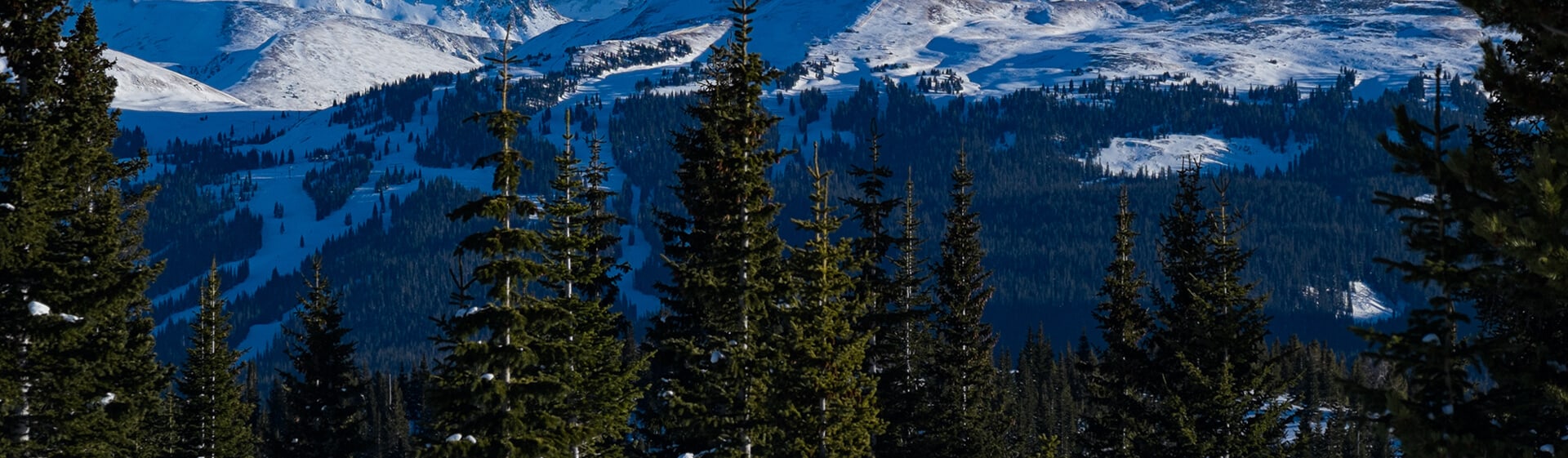 Pine trees with snow covered mountains in background